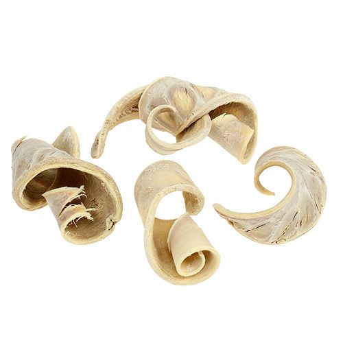 Article Oreille d&#39;éléphant blanchie 25pcs