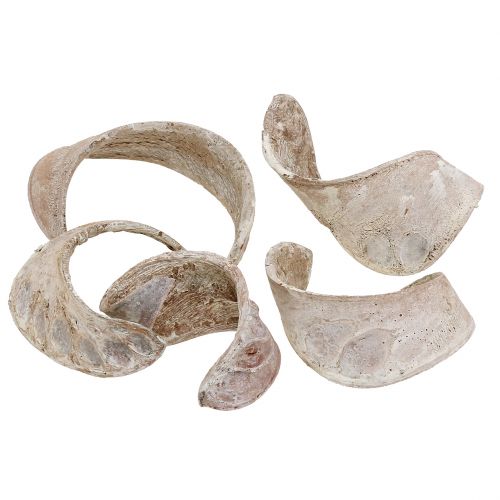 Floristik24 Oreille d&#39;Éléphant Blanc lavé 25 pcs