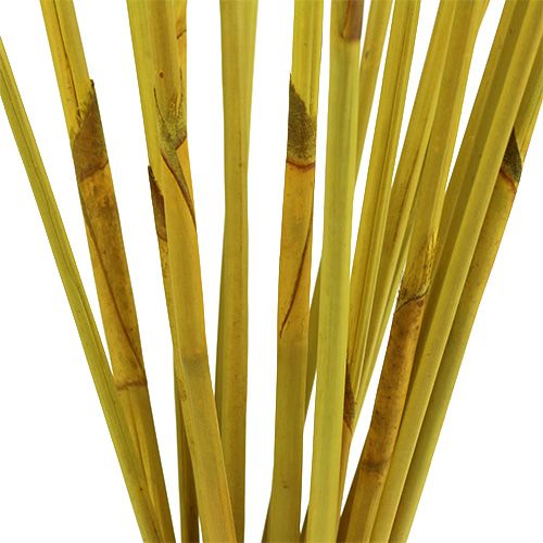 Floristik24 Bâtons décoratifs, Roseau Éléphant Jaune 20 pcs
