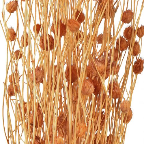 Article Chardon aux fraises fleurs séchées décoration chardon terre cuite 68cm 100g