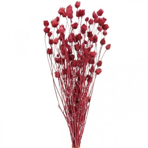 Fleurs séchées Rouge Chardon Sec Fraise Chardon Coloré 100g