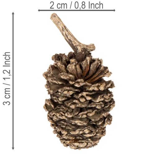 Pommes d'aulne naturelles dorées 3 cm 300 g pour décoration et bricolage | Floristik24.fr