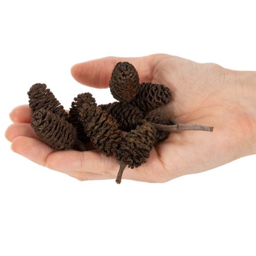 Pommes de aulne naturelles non traitées 3 cm 300 g marron naturel pour décoration | Floristik24.fr