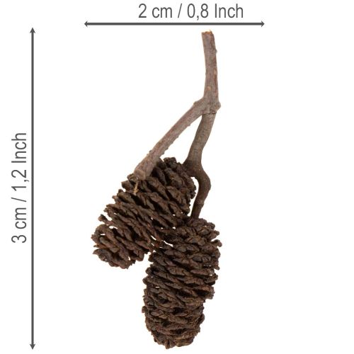 Pommes de aulne naturelles non traitées 3 cm 300 g marron naturel pour décoration | Floristik24.fr