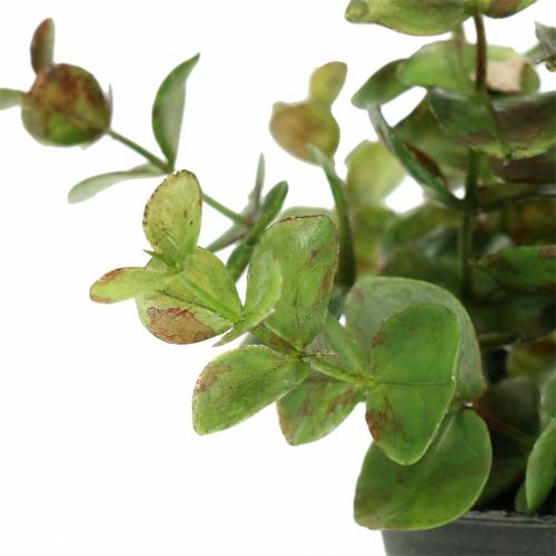 Floristik24 Eucalyptus en pot H15cm