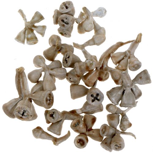 Floristik24 Fruits d&#39;eucalyptus cirés gris-brun 250g