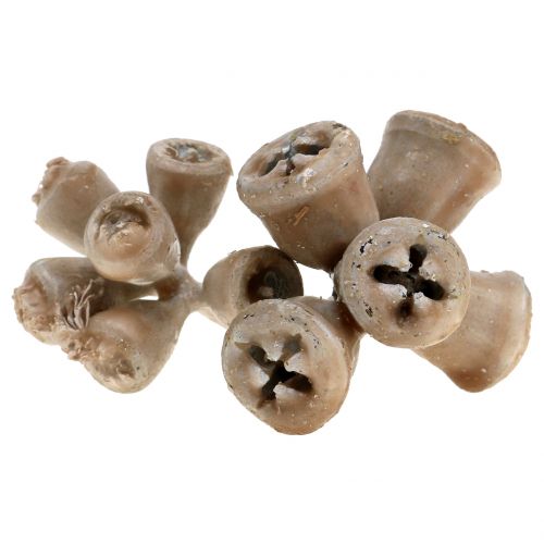 Floristik24 Fruits d&#39;eucalyptus cirés gris-brun 250g