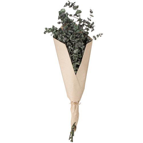 Article Branches d&#39;eucalyptus préservées, feuilles rondes vertes, 150 g