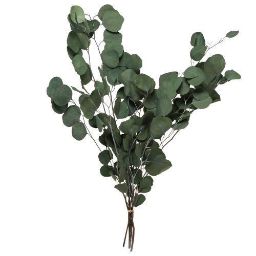 Branches d&#39;eucalyptus branches décoratives vertes stabilisées 70-80cm 110g