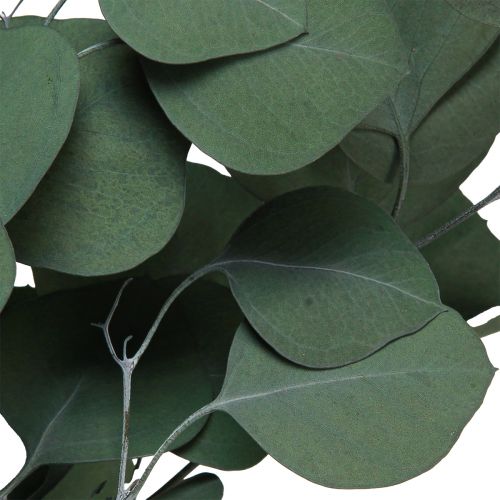 Floristik24 Branches d&#39;eucalyptus branches décoratives vertes stabilisées 70-80cm 110g
