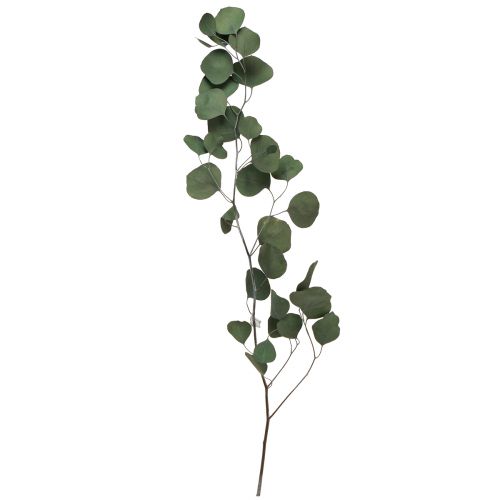 Floristik24 Branches d&#39;eucalyptus branches décoratives vertes stabilisées 70-80cm 110g
