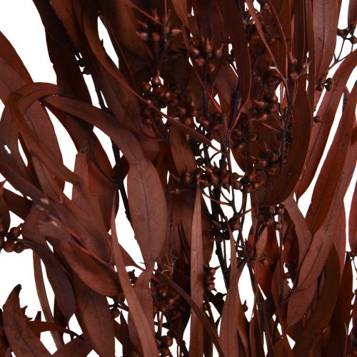 Article Branches d&#39;eucalyptus préservées Rouge, marron 56 cm 135 g