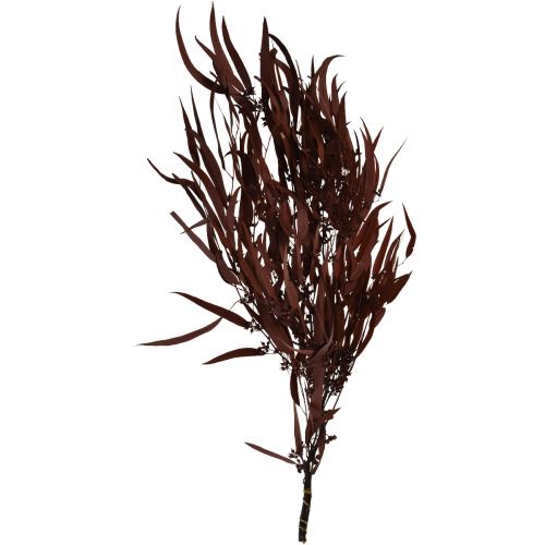 Article Branches d&#39;eucalyptus préservées Rouge, marron 56 cm 135 g