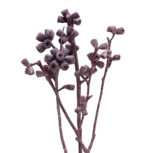Article Branche d'eucalyptus Couleur mûre givré 17-35cm 25 pcs