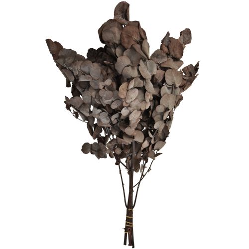 Article Branches d&#39;Eucalyptus Eucalyptus Stabilisé Rouge L49cm 120g