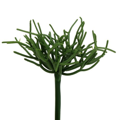Floristik24 Pic Euphorbia vert 19cm 4pcs