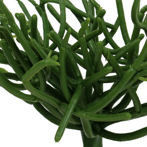 Article Pic Euphorbia vert 19cm 4pcs