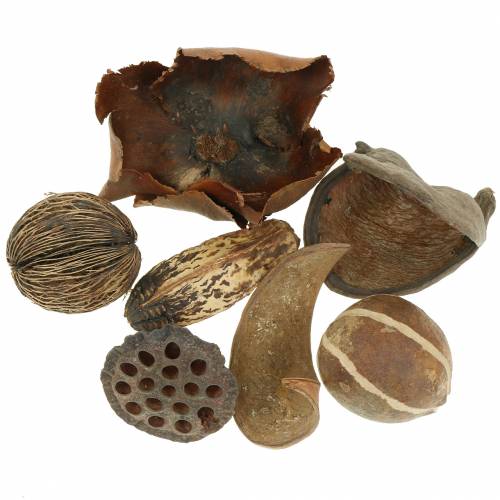 Floristik24 Assortiment d’articles naturels exotiques en filet 200 g