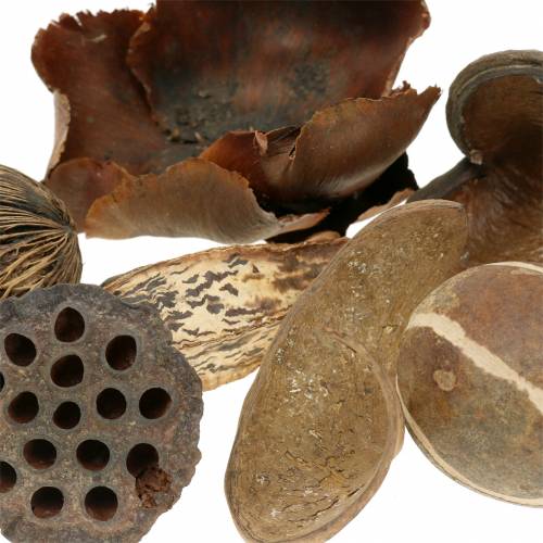 Floristik24 Assortiment d’articles naturels exotiques en filet 200 g