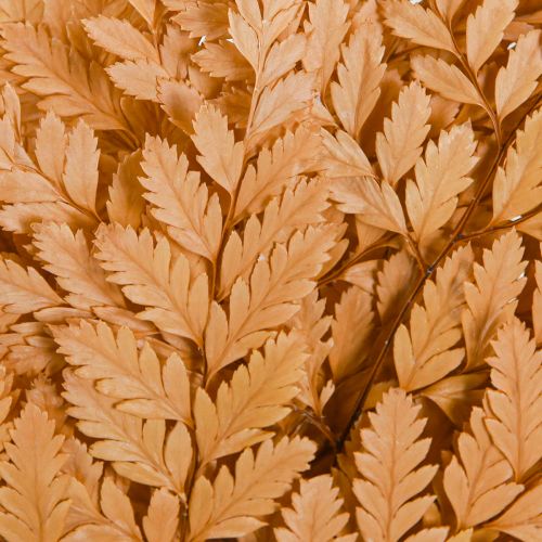 Article Décoration de fougère Vraies frondes de fougère orange préservées 45 cm 10 pièces