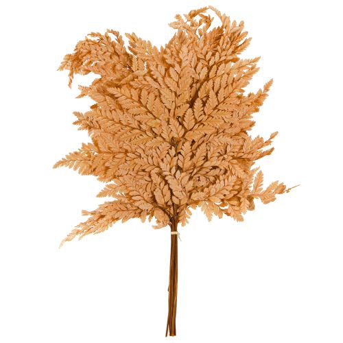 Article Décoration de fougère Vraies frondes de fougère orange préservées 45 cm 10 pièces