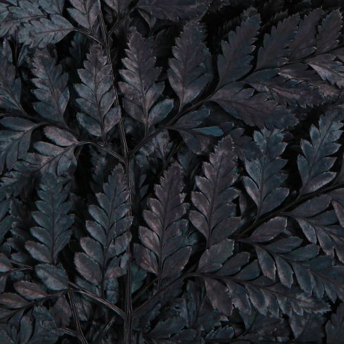 Article Décoration de fougère Vraies frondes de fougère noires préservées 45 cm 10 pièces