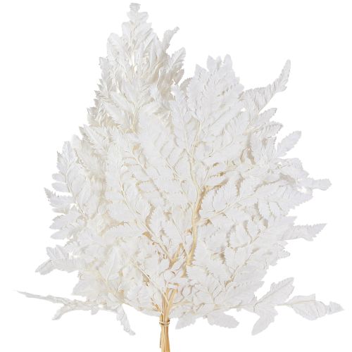 Article Décoration de fougère Vraies frondes de fougère blanches préservées 45 cm 10 pièces