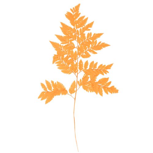 Fougères séchées conservées orange 42 cm 10 pièces décoration automnale