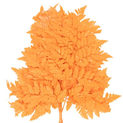 Fougères séchées conservées orange 42 cm 10 pièces décoration automnale | Floristik24.fr