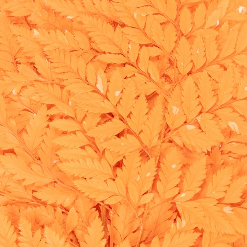 Fougères séchées conservées orange 42 cm 10 pièces décoration automnale | Floristik24.fr