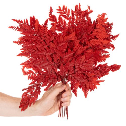 Rameaux de fougère conservée rouge 42 cm lot de 10 | Floristik24.fr