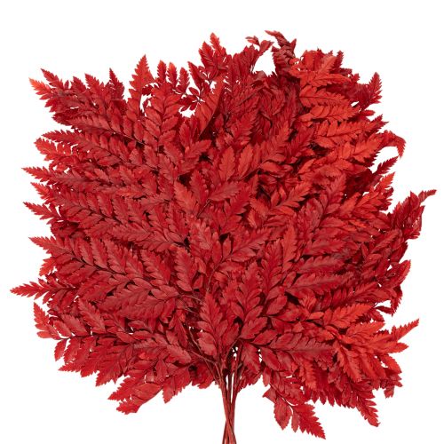 Rameaux de fougère conservée rouge 42 cm lot de 10 | Floristik24.fr