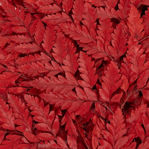 Rameaux de fougère conservée rouge 42 cm lot de 10 | Floristik24.fr