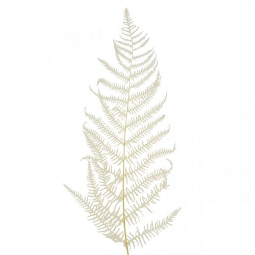 Feuilles de Fougère Fougère Blanche Séchée Blanchie 50cm 10p
