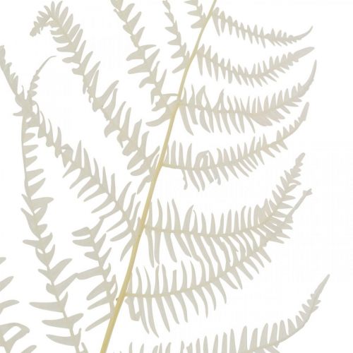 Feuilles de Fougère Fougère Blanche Séchée Blanchie 50cm 10p