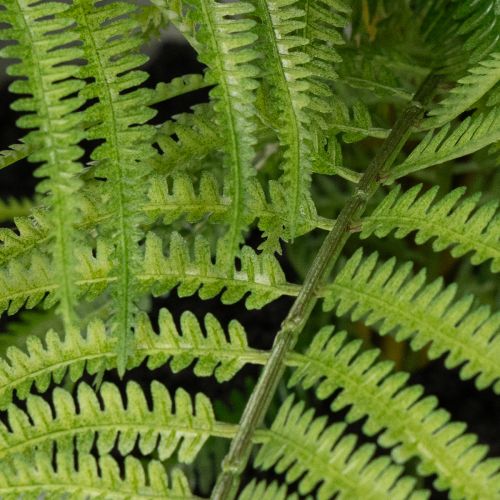 Künstlicher Farn en pot décoratif pour intérieur 35 cm | Floristik24.fr
