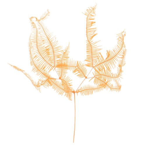 Brin de fougère conservé orange 60 cm set de 10 pour décorations