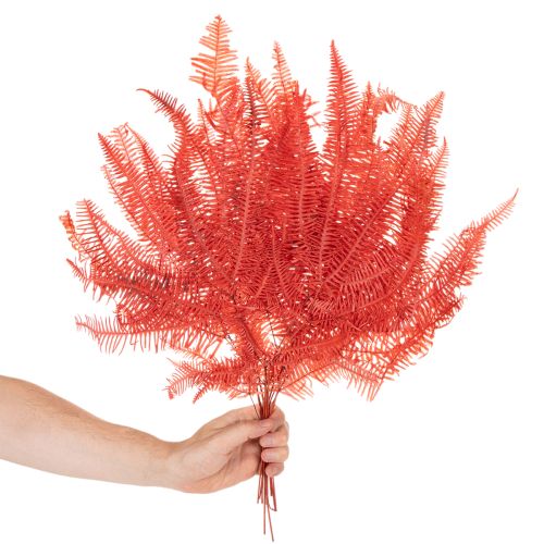 Fougère conservée rouge 60 cm 10 pièces | Floristik24.fr