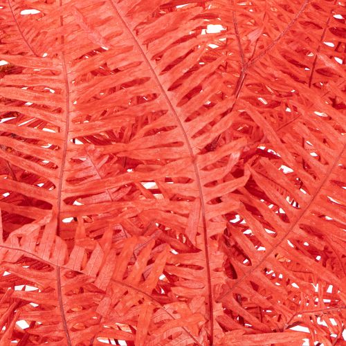 Fougère conservée rouge 60 cm 10 pièces | Floristik24.fr