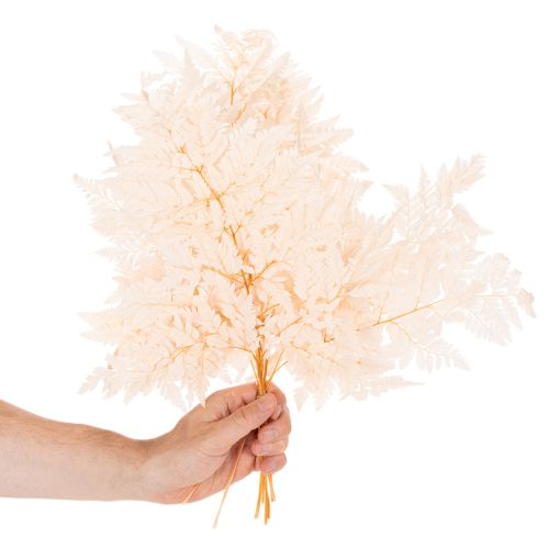 Fougère séchée décorative pour vase 42 cm rose 10 pièces | Floristik24.fr