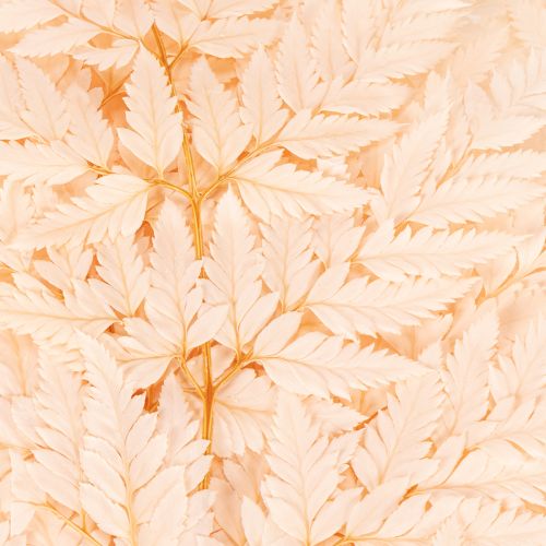 Fougère séchée décorative pour vase 42 cm rose 10 pièces | Floristik24.fr
