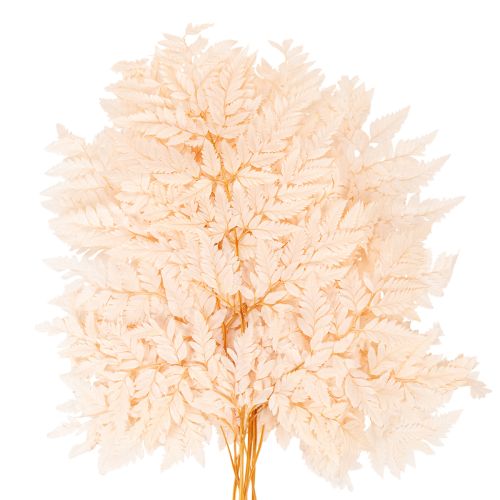 Fougère séchée décorative pour vase 42 cm rose 10 pièces | Floristik24.fr