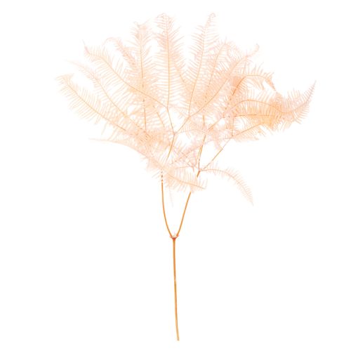 Fougères séchées pour décoration intérieure 60 cm rose pâle x10 acheter | Floristik24.fr