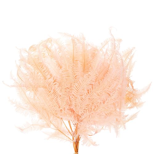 Fougères séchées pour décoration intérieure 60 cm rose pâle x10 | Floristik24.fr