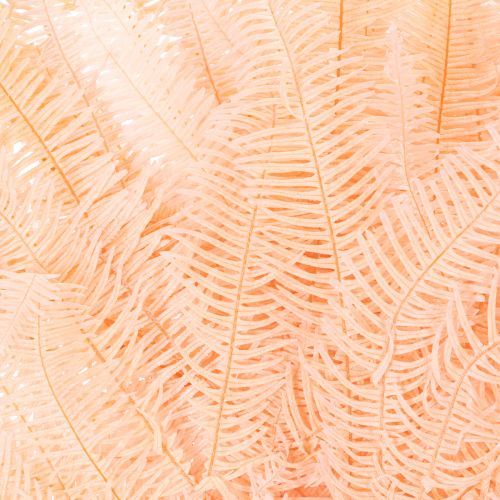 Fougères séchées pour décoration intérieure 60 cm rose pâle x10 | Floristik24.fr