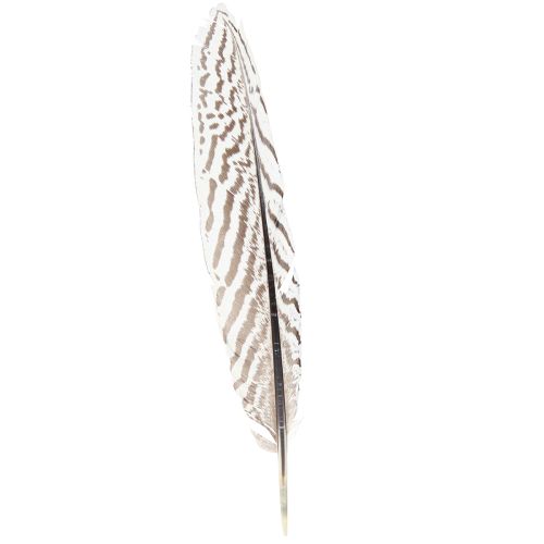 Floristik24 Plumes de faisan pour travaux manuels marron beige naturel 20cm 20pcs