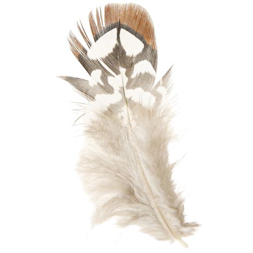Article Plumes de faisan pour l&#39;artisanat, tachetées de brun, 4-9 cm, 60 pièces