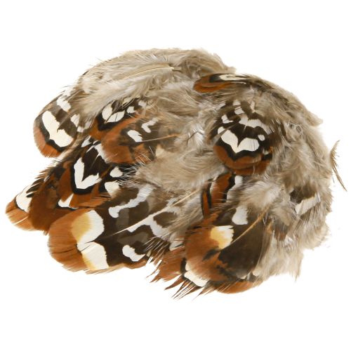 Article Plumes de faisan pour l&#39;artisanat, tachetées de brun, 4-9 cm, 60 pièces