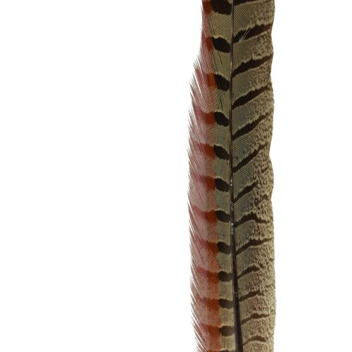 Floristik24 Plumes de Faisan Décoration Vraies Plumes Naturelles 40cm 9 pcs