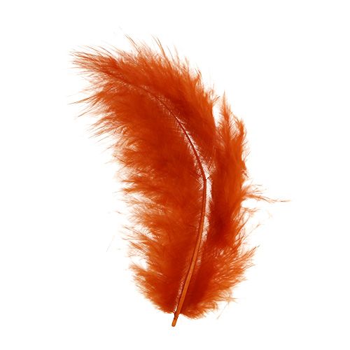 Floristik24 Plume courte, orange foncé 30g